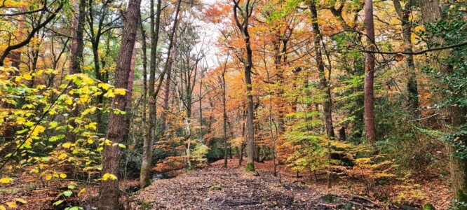 Ecclesall Woods 12