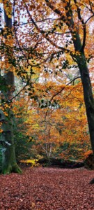 Ecclesall Woods 7